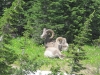 glaciernp-201