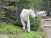 glaciernp-257