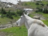 glaciernp-295