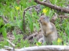 glaciernp-301