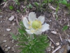 glaciernp-337